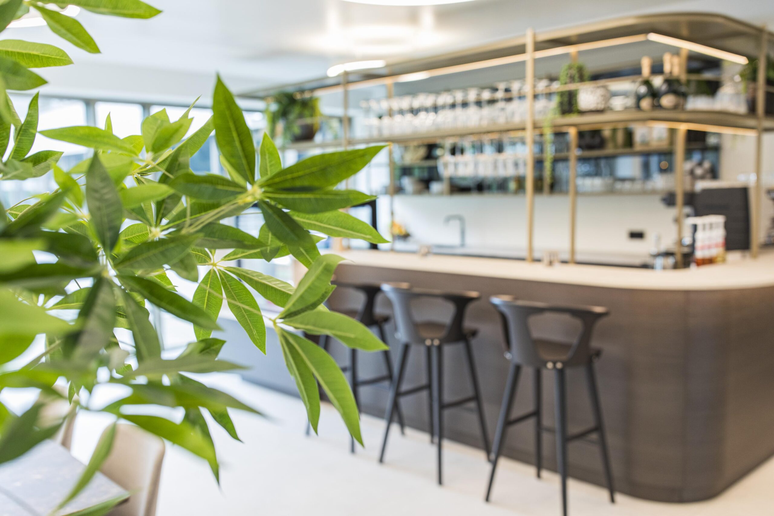 Close-up of green indoor plant leaves with a modern bar area and high chairs in the blurred background at Walborg.