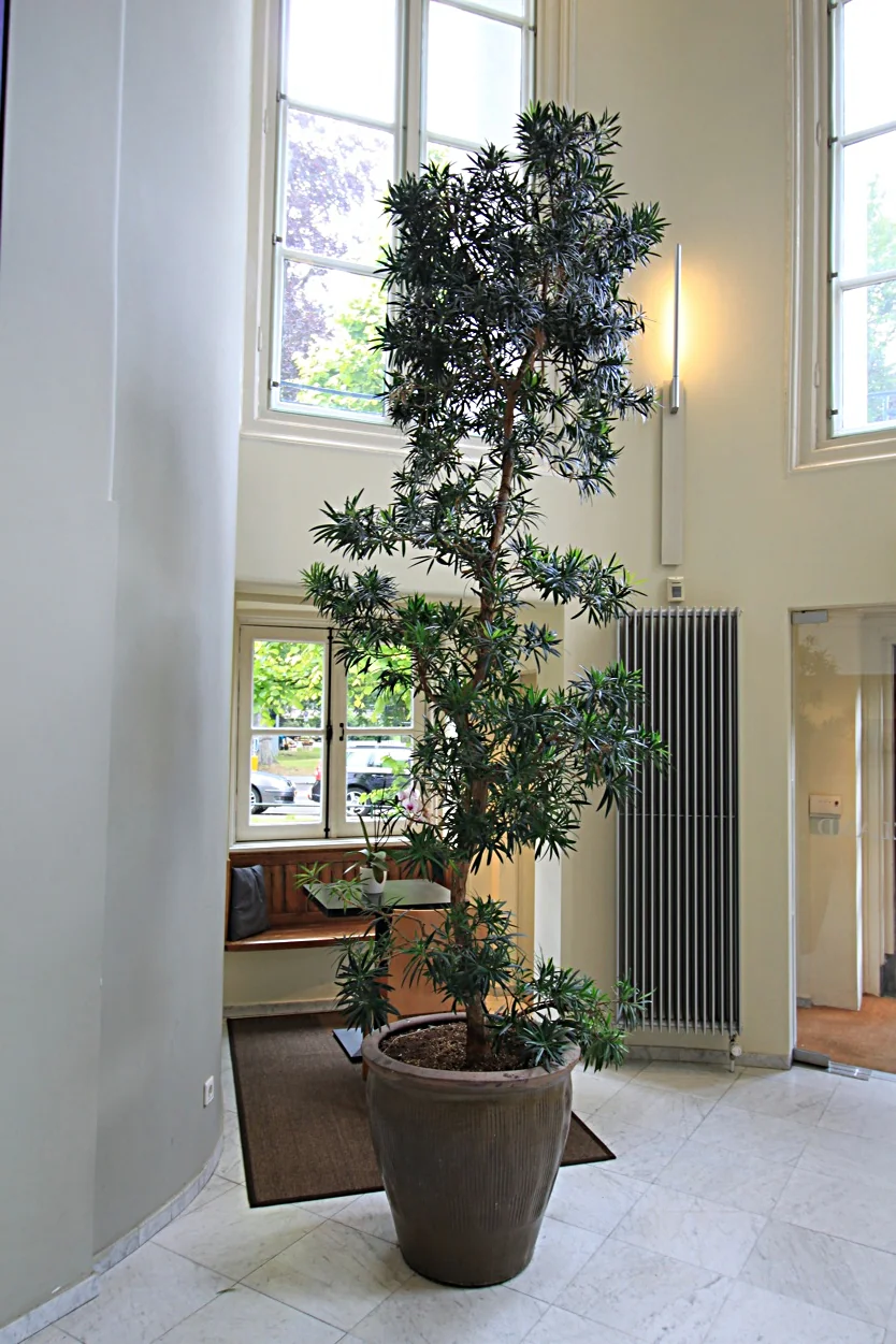 Grote kamerplant in een sierpot in de hal van een gebouw aan de Museumlaan.