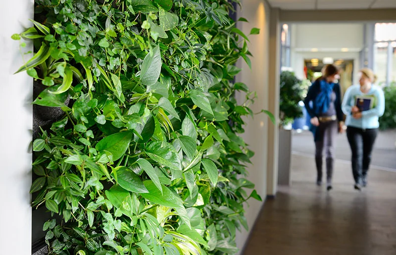 Groene plantenwand in een modern kantoor met twee mensen die op de achtergrond door de gang lopen.