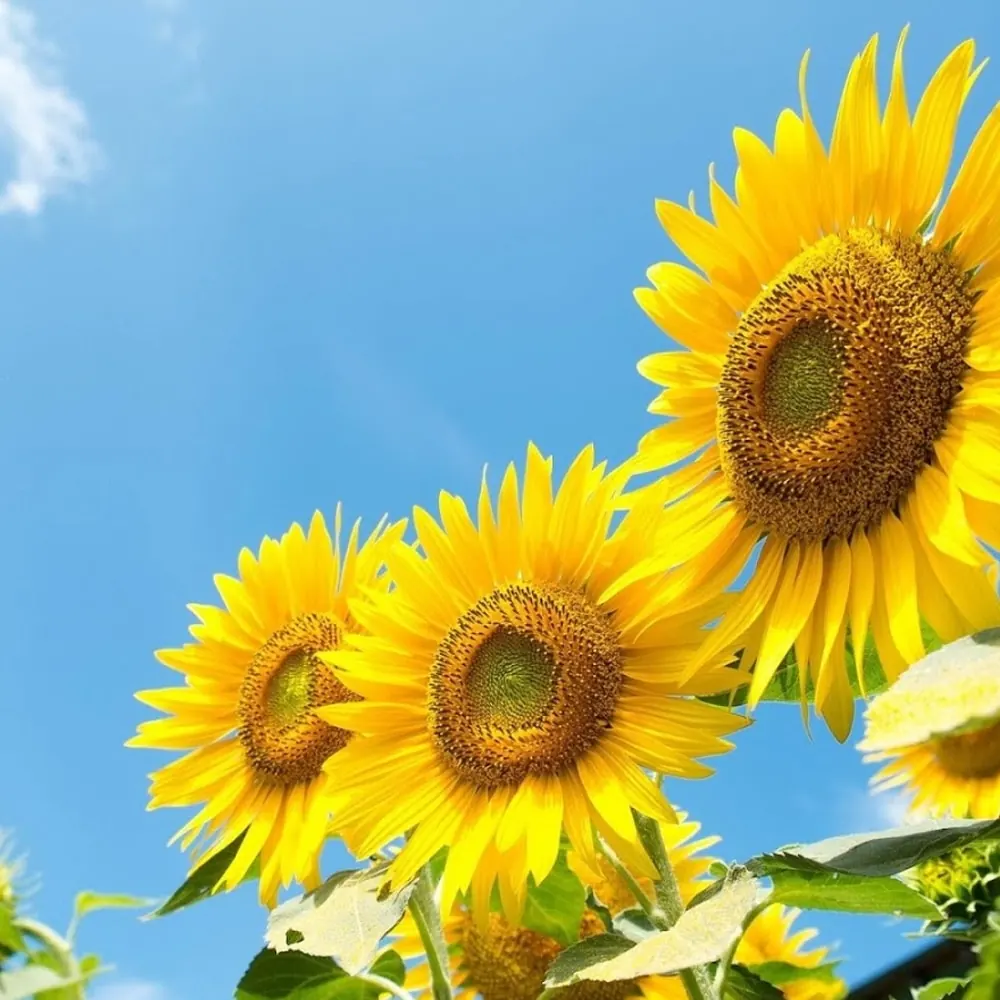 Vier grote zonnebloemen in bloei tegen een heldere blauwe lucht.
